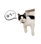 うちの猫が…（個別スタンプ：5）