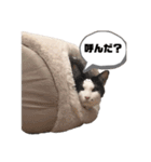 うちの猫が…（個別スタンプ：6）
