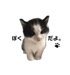 うちの猫が…（個別スタンプ：7）