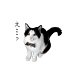 うちの猫が…（個別スタンプ：8）