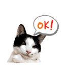 うちの猫が…（個別スタンプ：9）