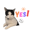 うちの猫が…（個別スタンプ：10）