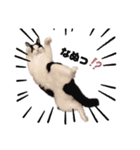 うちの猫が…（個別スタンプ：11）