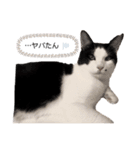 うちの猫が…（個別スタンプ：12）