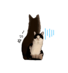 うちの猫が…（個別スタンプ：13）