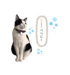 うちの猫が…（個別スタンプ：15）