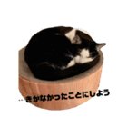 うちの猫が…（個別スタンプ：16）