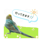 セキセイインコのニイコちゃんパート3（個別スタンプ：1）