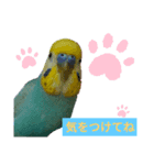 セキセイインコのニイコちゃんパート3（個別スタンプ：2）