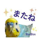 セキセイインコのニイコちゃんパート3（個別スタンプ：4）