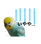 セキセイインコのニイコちゃんパート3（個別スタンプ：5）