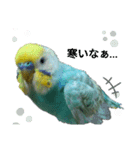 セキセイインコのニイコちゃんパート3（個別スタンプ：6）
