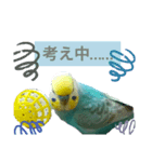 セキセイインコのニイコちゃんパート3（個別スタンプ：7）