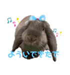 関西弁うさぎ〜シバの日常〜（個別スタンプ：2）