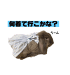 関西弁うさぎ〜シバの日常〜（個別スタンプ：16）