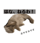 関西弁うさぎ〜シバの日常〜（個別スタンプ：22）