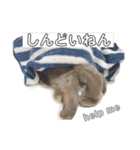 関西弁うさぎ〜シバの日常〜（個別スタンプ：28）