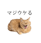 ブサねこ(おふざけ編)（個別スタンプ：4）