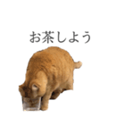 ブサねこ(おふざけ編)（個別スタンプ：11）