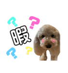 可愛いトイプー みるく（個別スタンプ：15）