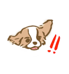 ゆるいパピヨン犬（個別スタンプ：3）