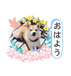 元豆柴 琥太郎くん（個別スタンプ：1）