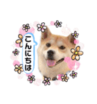 元豆柴 琥太郎くん（個別スタンプ：2）