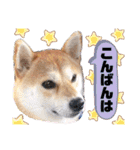 元豆柴 琥太郎くん（個別スタンプ：3）