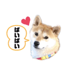 元豆柴 琥太郎くん（個別スタンプ：4）