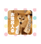 元豆柴 琥太郎くん（個別スタンプ：6）