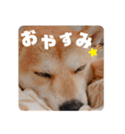元豆柴 琥太郎くん（個別スタンプ：8）