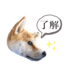 元豆柴 琥太郎くん（個別スタンプ：10）