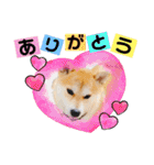 元豆柴 琥太郎くん（個別スタンプ：11）