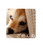 元豆柴 琥太郎くん（個別スタンプ：12）