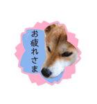 元豆柴 琥太郎くん（個別スタンプ：13）