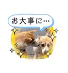 元豆柴 琥太郎くん（個別スタンプ：14）