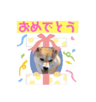 元豆柴 琥太郎くん（個別スタンプ：15）