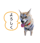 元豆柴 琥太郎くん（個別スタンプ：16）