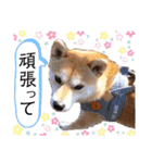 元豆柴 琥太郎くん（個別スタンプ：17）
