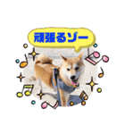 元豆柴 琥太郎くん（個別スタンプ：18）