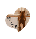 元豆柴 琥太郎くん（個別スタンプ：19）