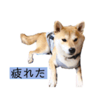 元豆柴 琥太郎くん（個別スタンプ：20）