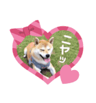 元豆柴 琥太郎くん（個別スタンプ：26）