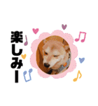 元豆柴 琥太郎くん（個別スタンプ：29）