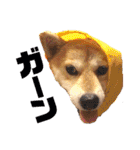 元豆柴 琥太郎くん（個別スタンプ：32）