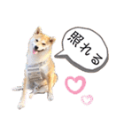 元豆柴 琥太郎くん（個別スタンプ：33）