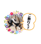 元豆柴 琥太郎くん（個別スタンプ：34）