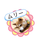 元豆柴 琥太郎くん（個別スタンプ：35）