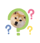 元豆柴 琥太郎くん（個別スタンプ：36）