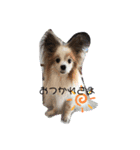 ピーモースタンプ（個別スタンプ：4）